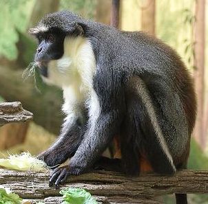 Diana monkey at Cincinnati Zoo